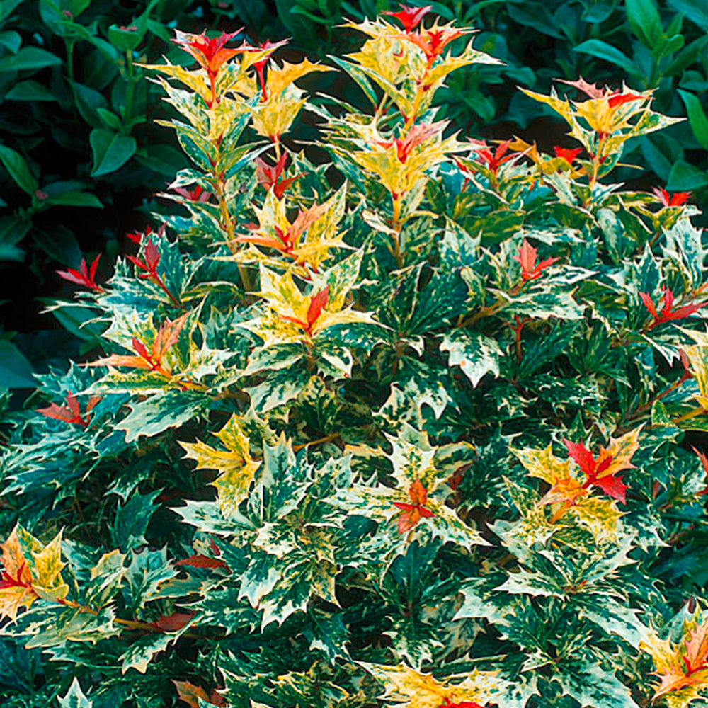 Osmanthus Goshiki (9cm)