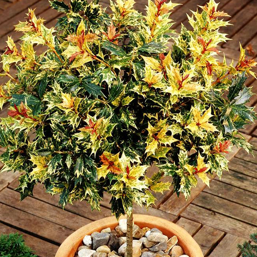 Osmanthus Goshiki (9cm)