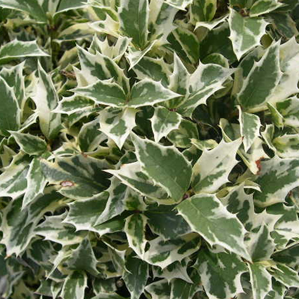 Osmanthus Variegatus (9cm)