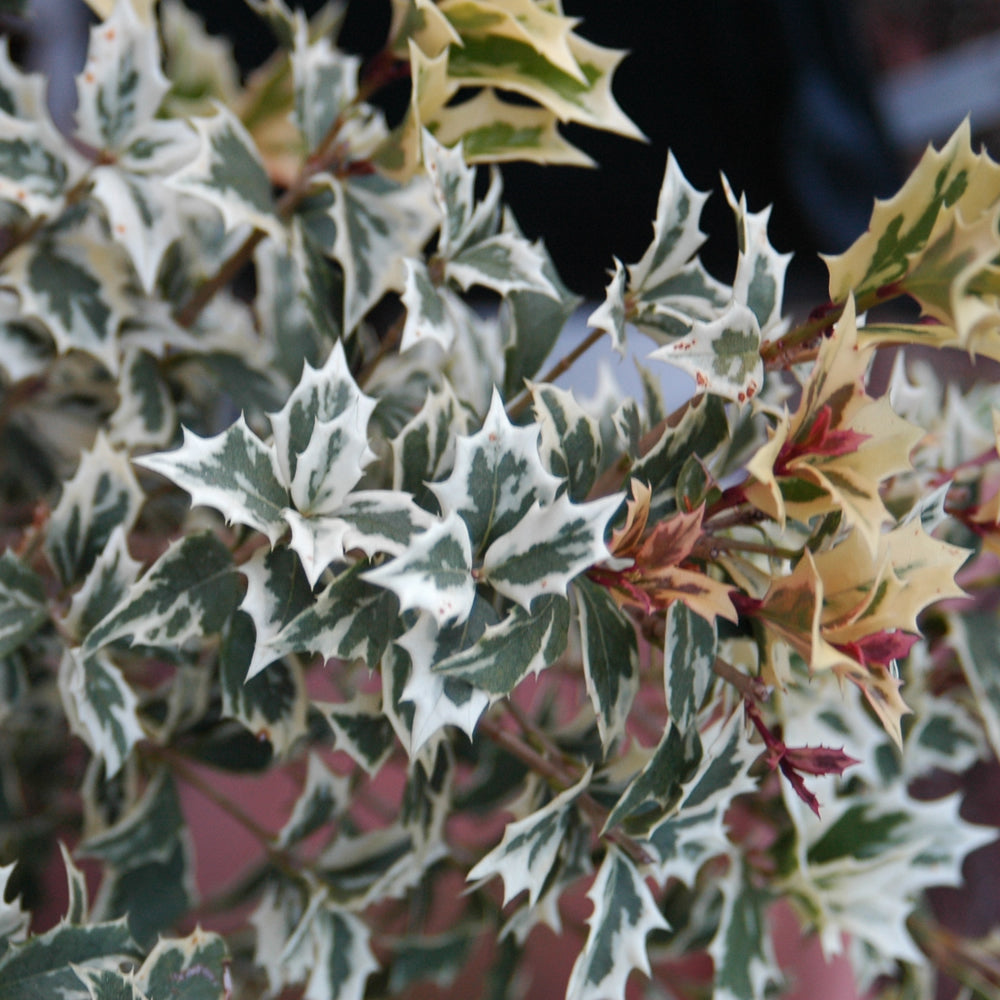 Osmanthus Variegatus (9cm)