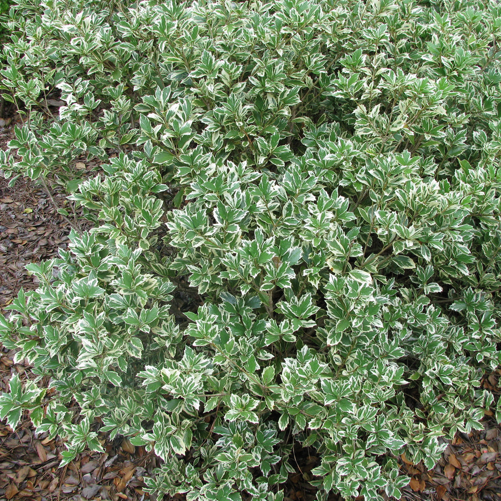 Osmanthus Variegatus (9cm)