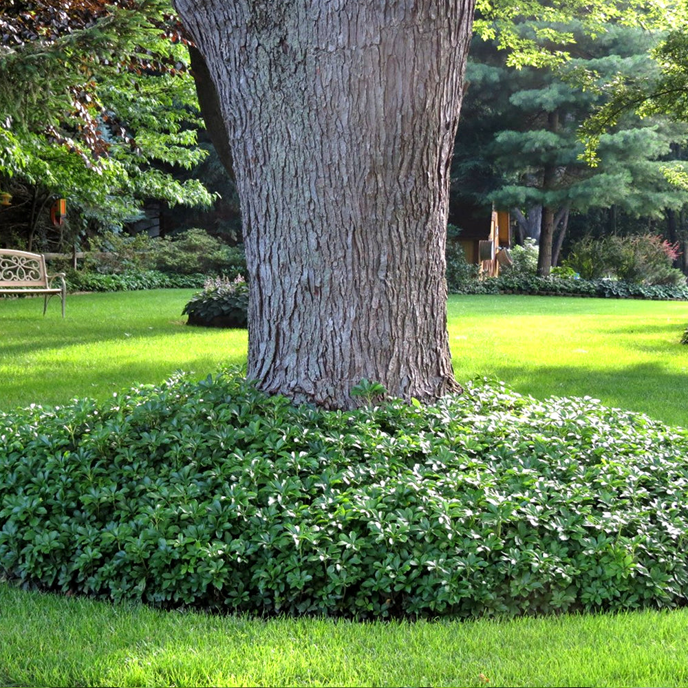 Pachysandra Green Carpet (9cm)