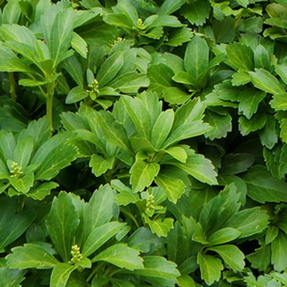 Pachysandra Green Carpet (9cm)