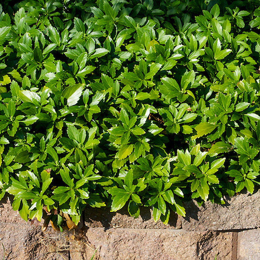 Pachysandra Green Carpet (9cm)