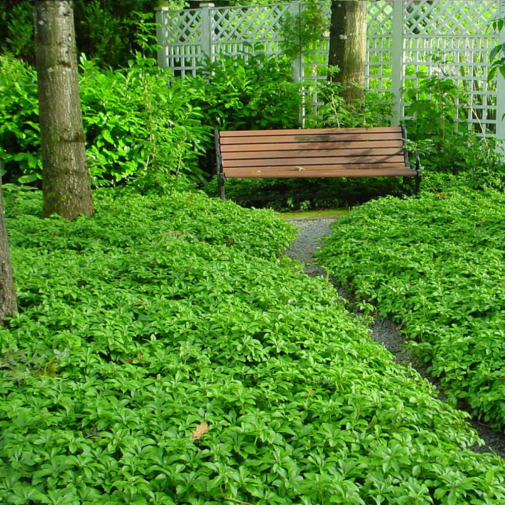 Pachysandra Green Carpet (9cm)