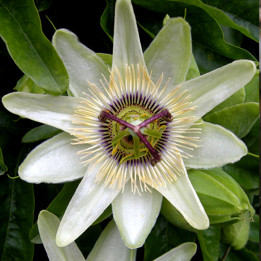 Passiflora White Lightning (9cm)