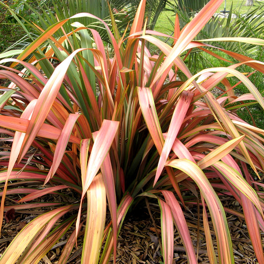 Phormium Flamingo (9cm)