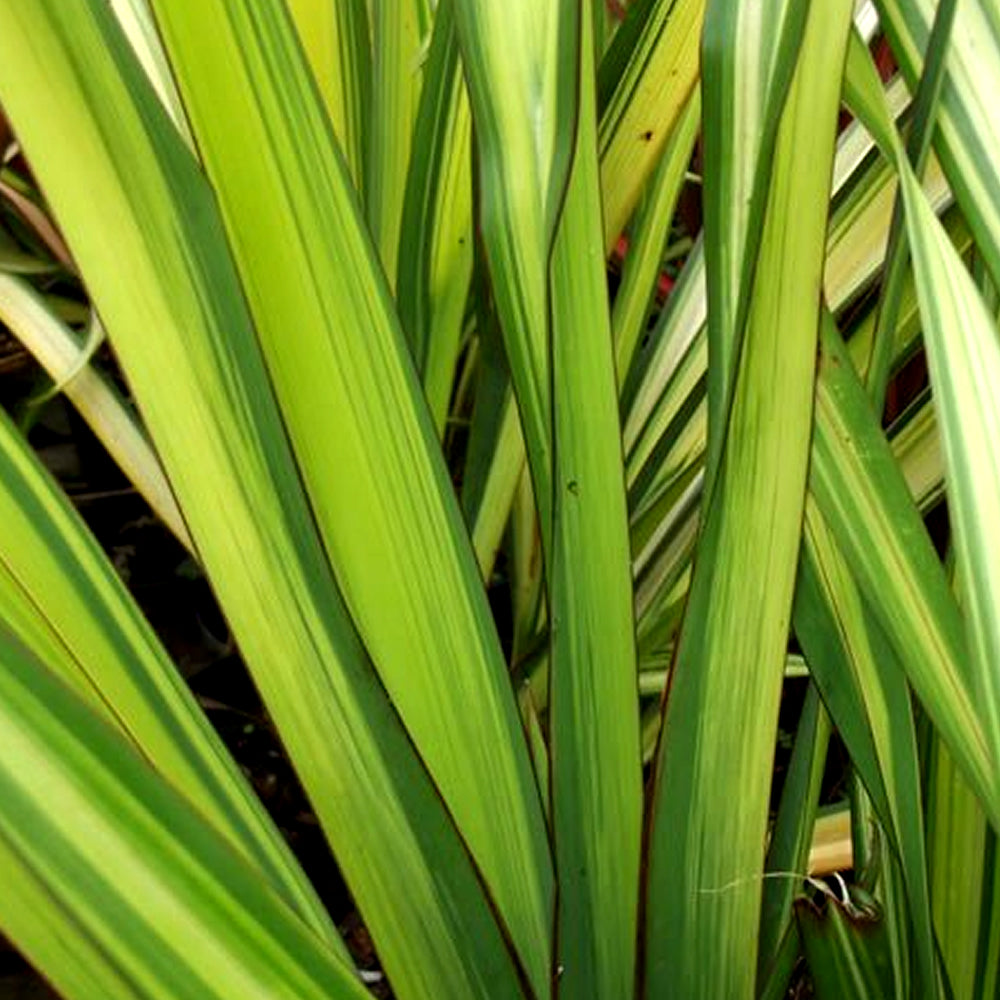 Phormium Gold Sword (9cm)