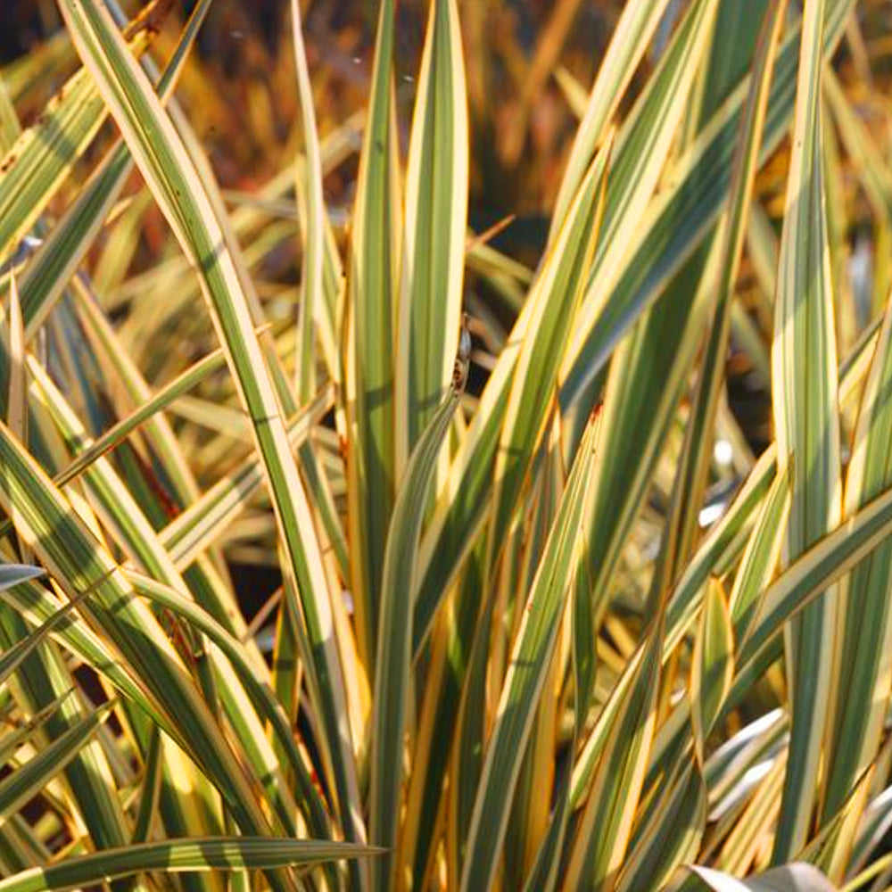 Phormium Golden Ray (9cm)