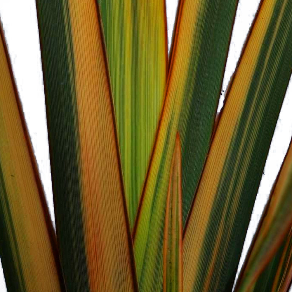 Phormium Golden Ray (9cm)