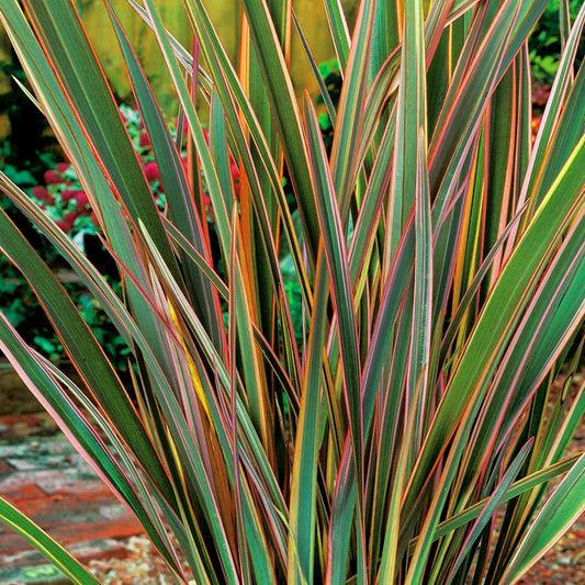 Phormium Maori Queen (9cm)