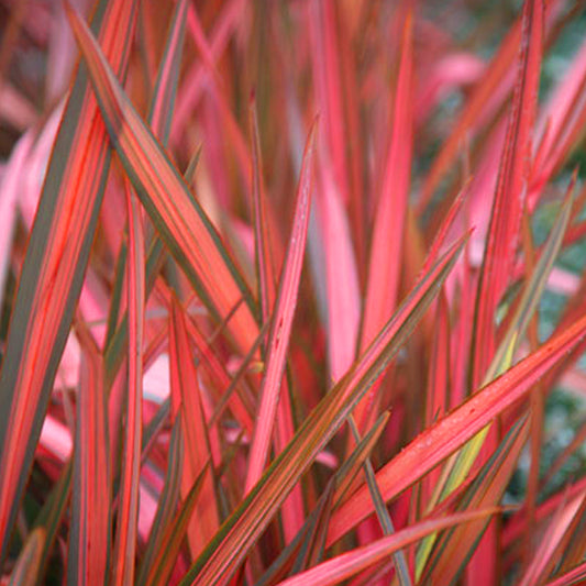 Phormium Maori Sunrise (9cm)