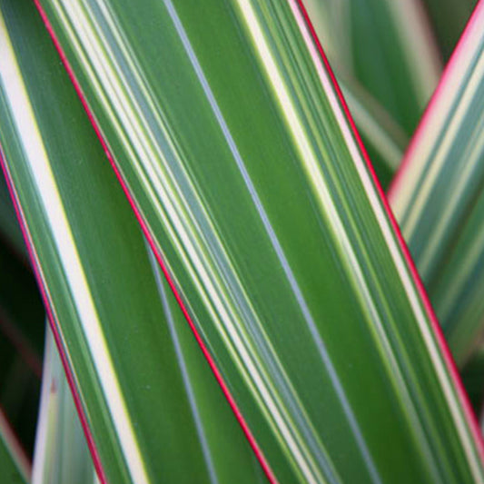 Phormium Tricolor (9cm)
