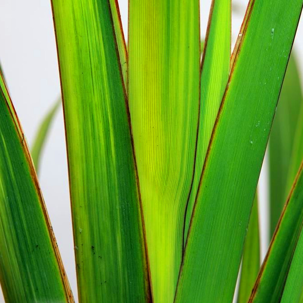 Phormium Yellow Wave (9cm)
