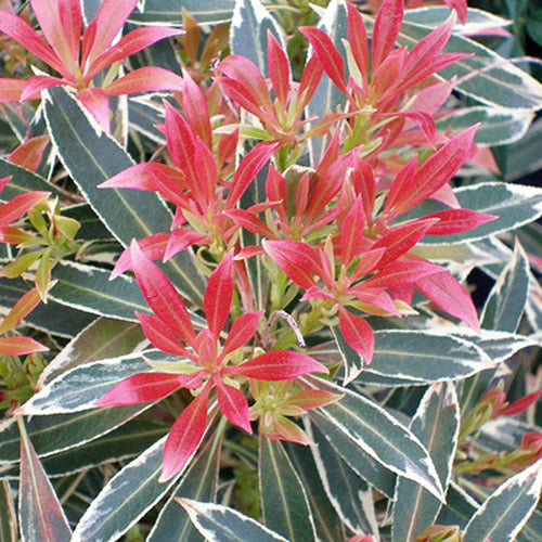 Pieris Flaming Silver (9cm)