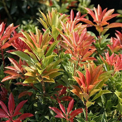 Pieris Mountain Fire (9cm)