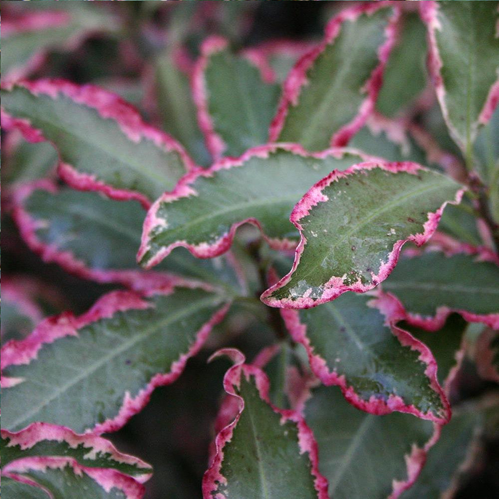 Pittosporum Elizabeth (9cm)