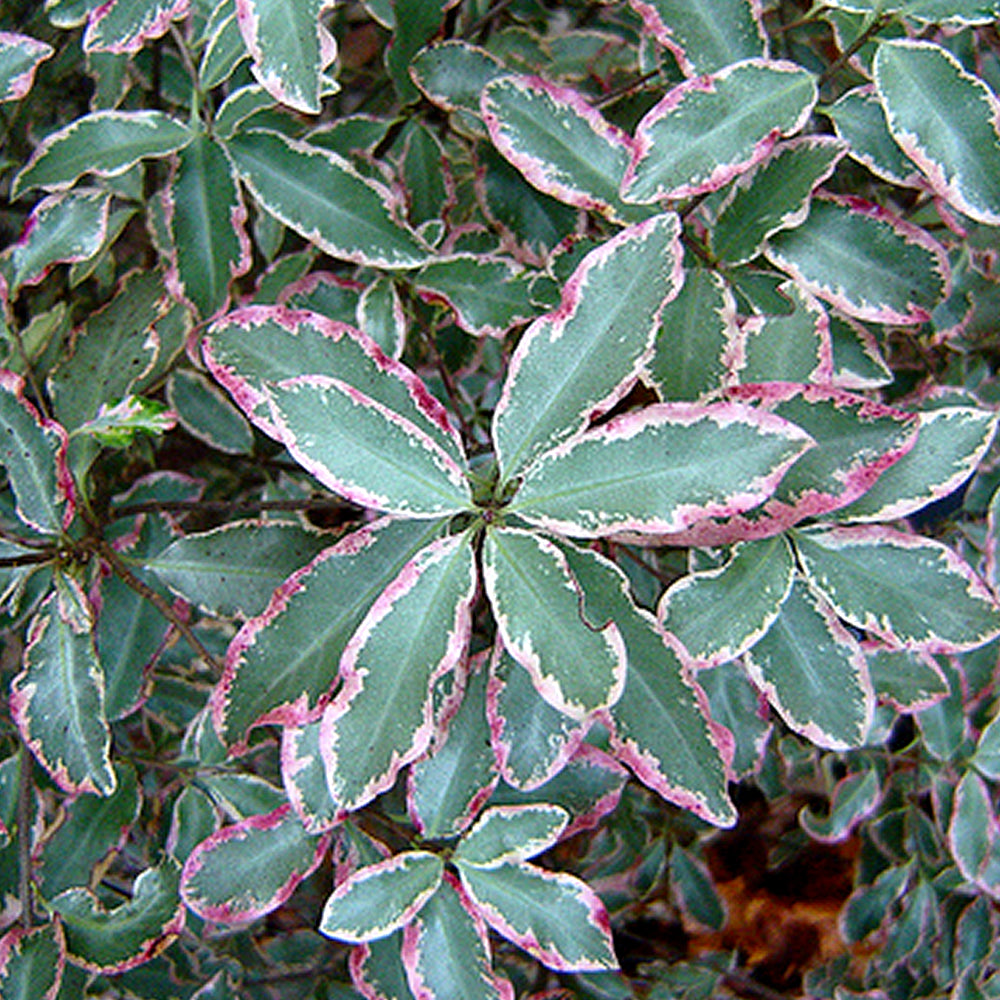 Pittosporum Elizabeth (9cm)