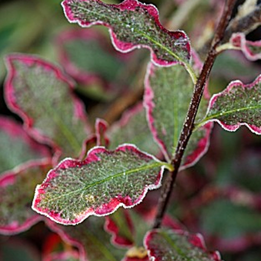 Pittosporum Elizabeth (9cm)