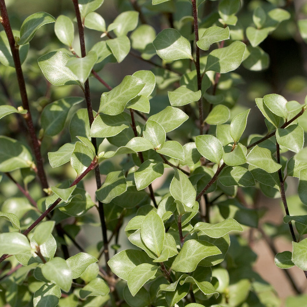 Pittosporum Oliver Twist (9cm)