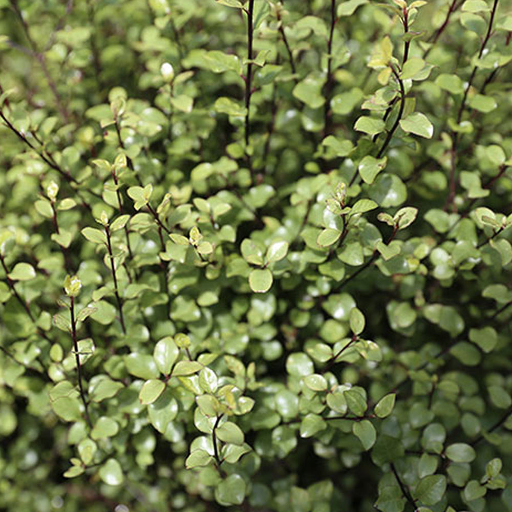 Pittosporum Oliver Twist (9cm)