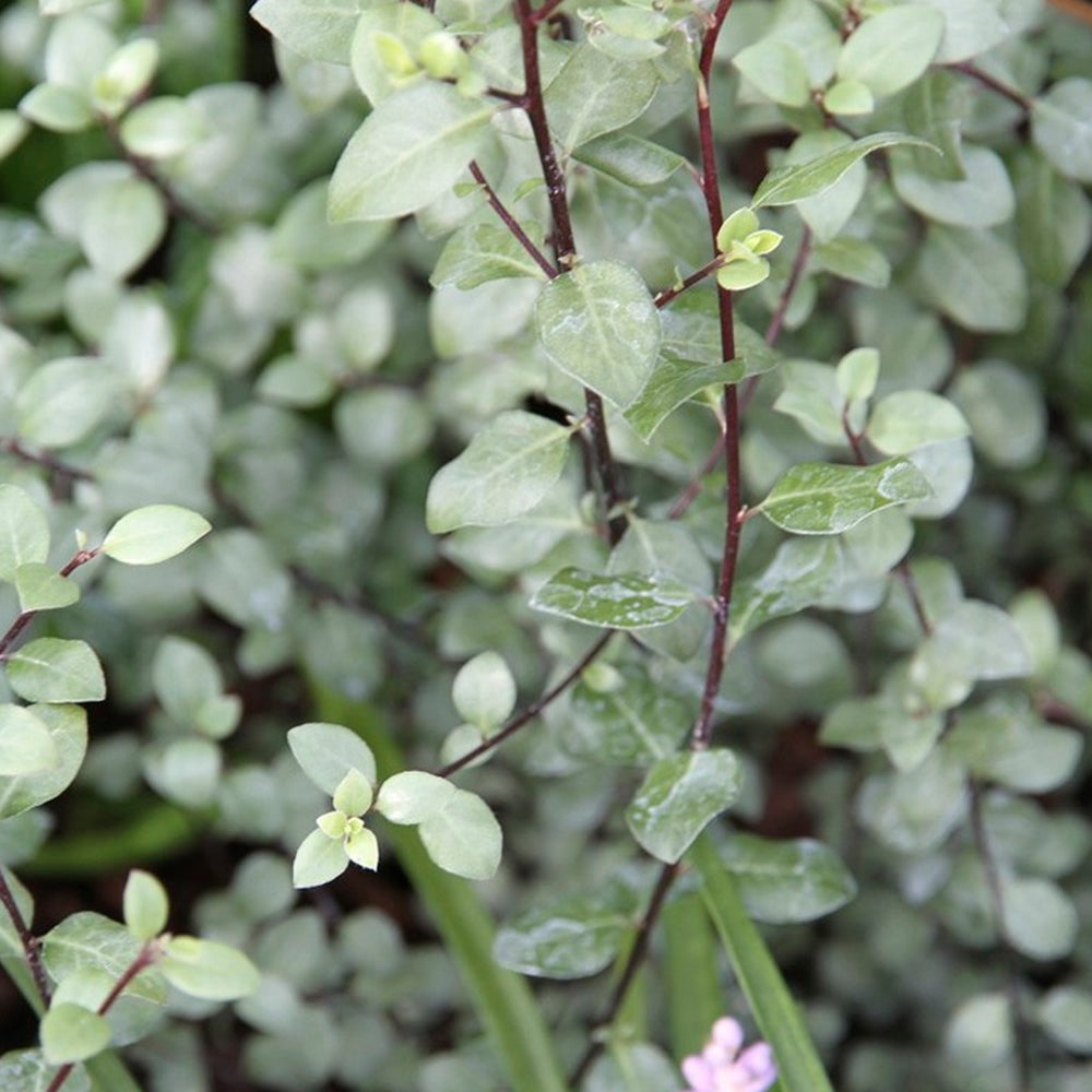 Pittosporum Tandara Gold (9cm)