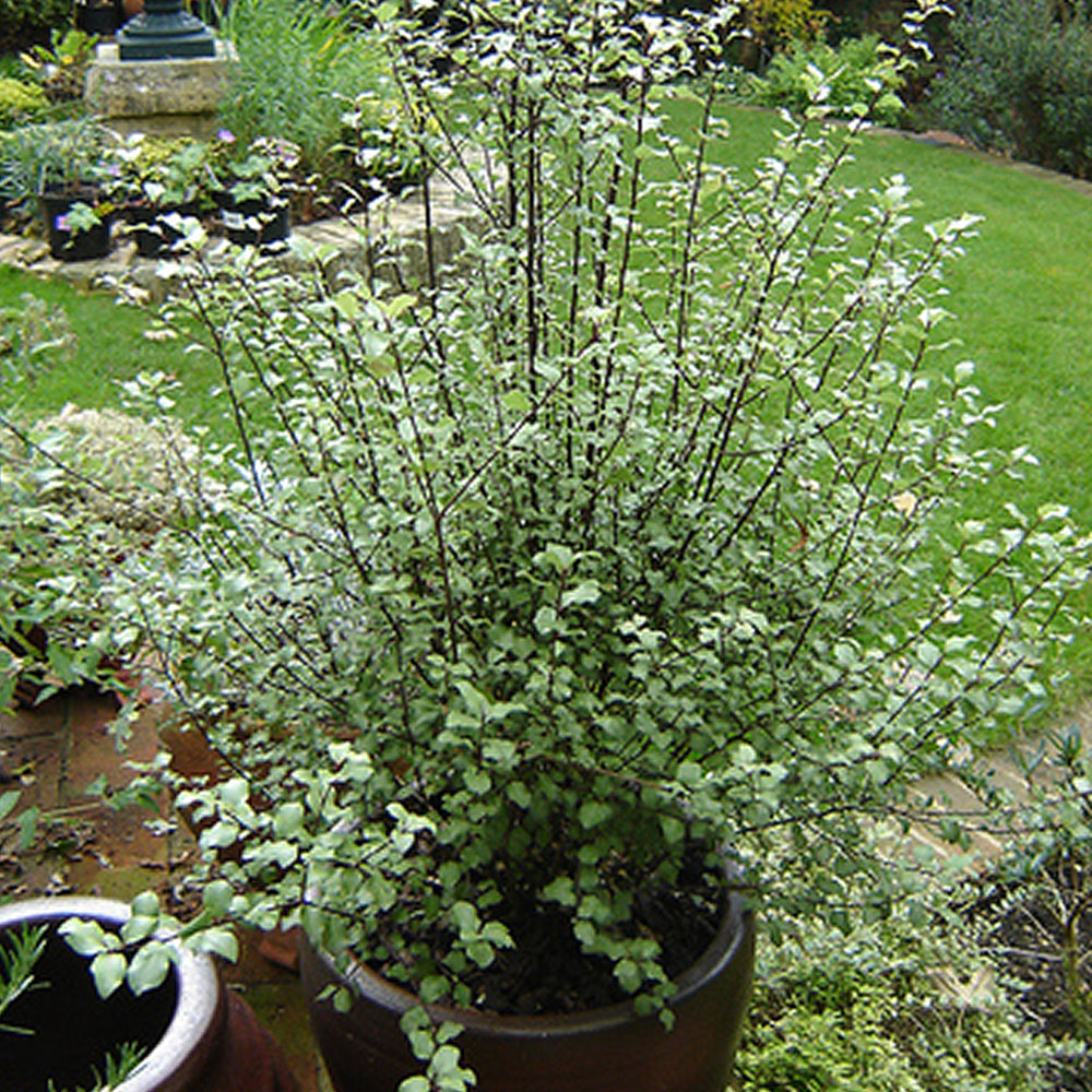 Pittosporum Oliver Twist (9cm)