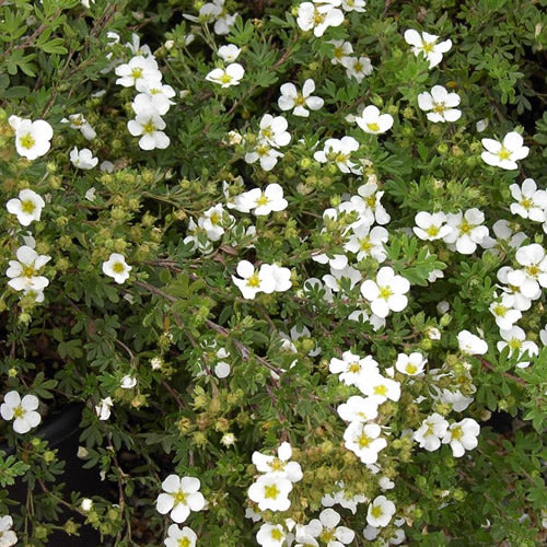 Potentilla Abbotswood (9cm)