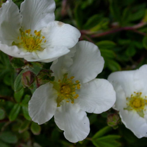 Potentilla Abbotswood (9cm)