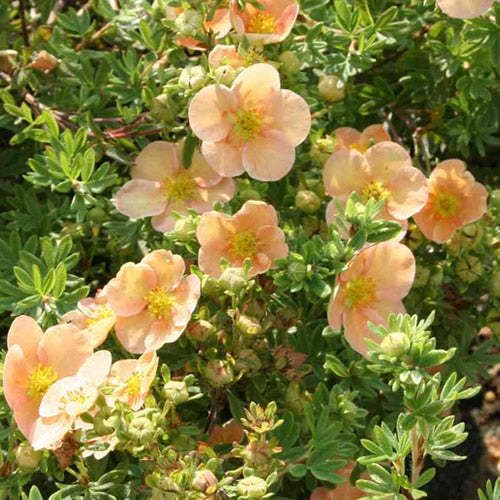 Potentilla Daydawn (9cm)