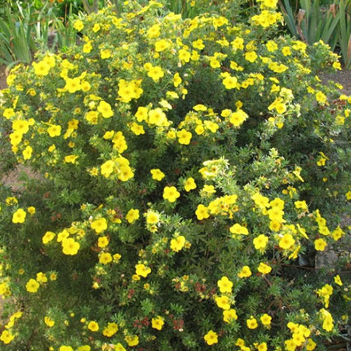 Potentilla Goldfinger (9cm)