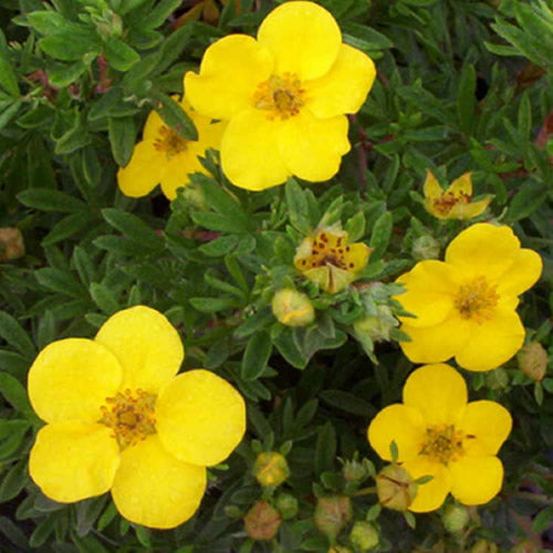 Potentilla Goldfinger (9cm)