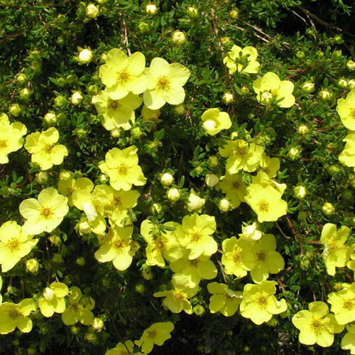 Potentilla Gold Star (9cm)