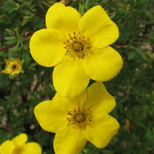 Potentilla Gold Star (9cm)