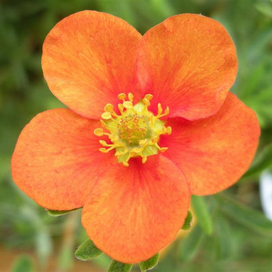 Potentilla Hopleys Orange (9cm)