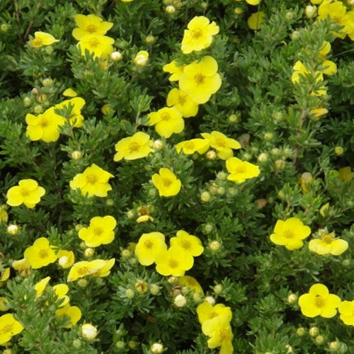 Potentilla Kobold (9cm)