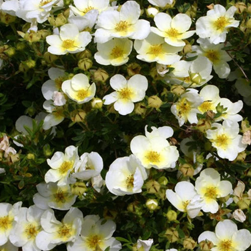 Potentilla Limelight (9cm)