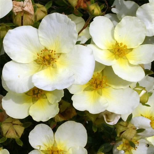 Potentilla Limelight (9cm)