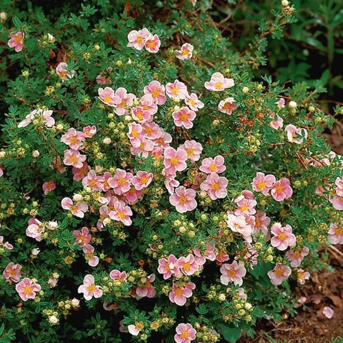 Potentilla Pink Beauty (9cm)