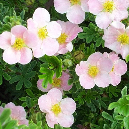 Potentilla Pink Beauty (9cm)