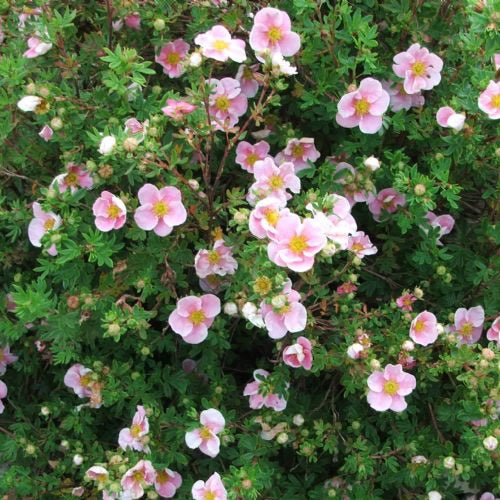 Potentilla Princess (9cm)