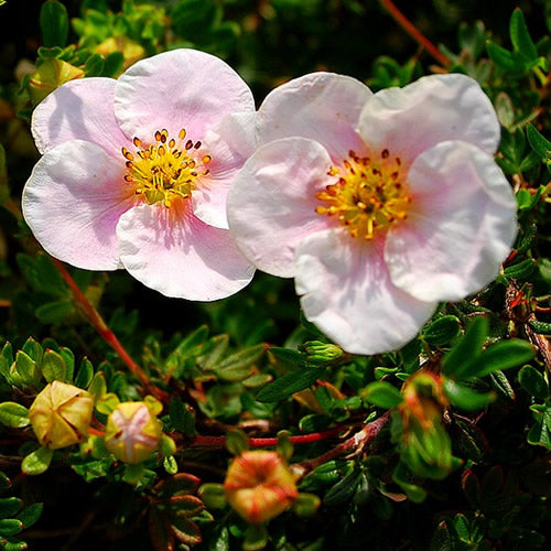 Potentilla Princess (9cm)