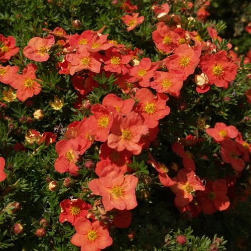 Potentilla Red Robin (9cm)