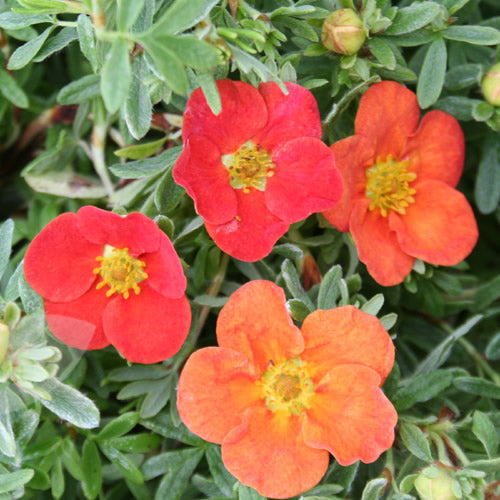 Potentilla Red Robin (9cm)