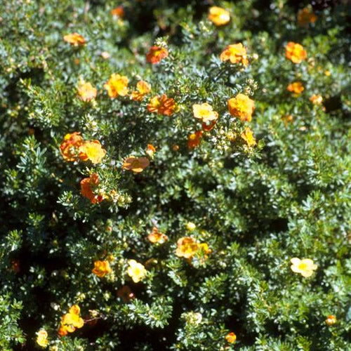 Potentilla Tangerine (9cm)
