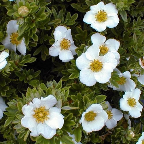 Potentilla Tilford Cream (9cm)