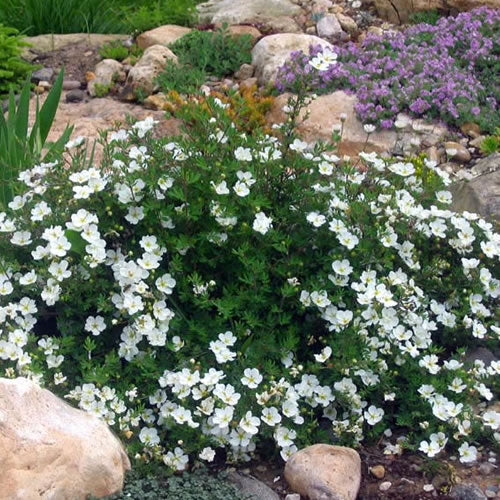 Potentilla Tilford Cream (9cm)