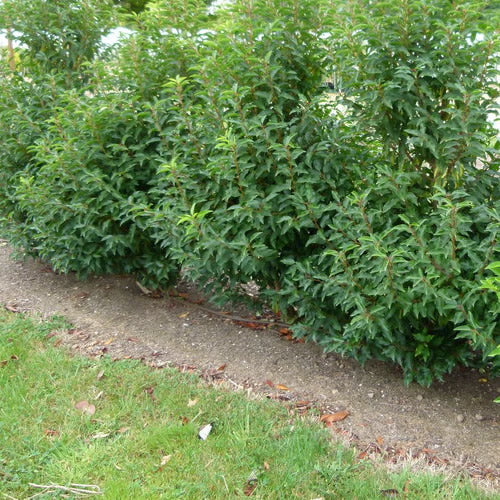 Prunus Lusitanica (9cm)