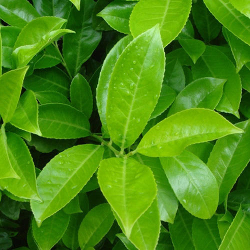 Prunus Rotundifolia (9cm)