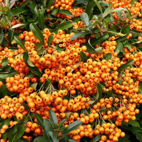 Pyracantha Orange Glow (9cm)